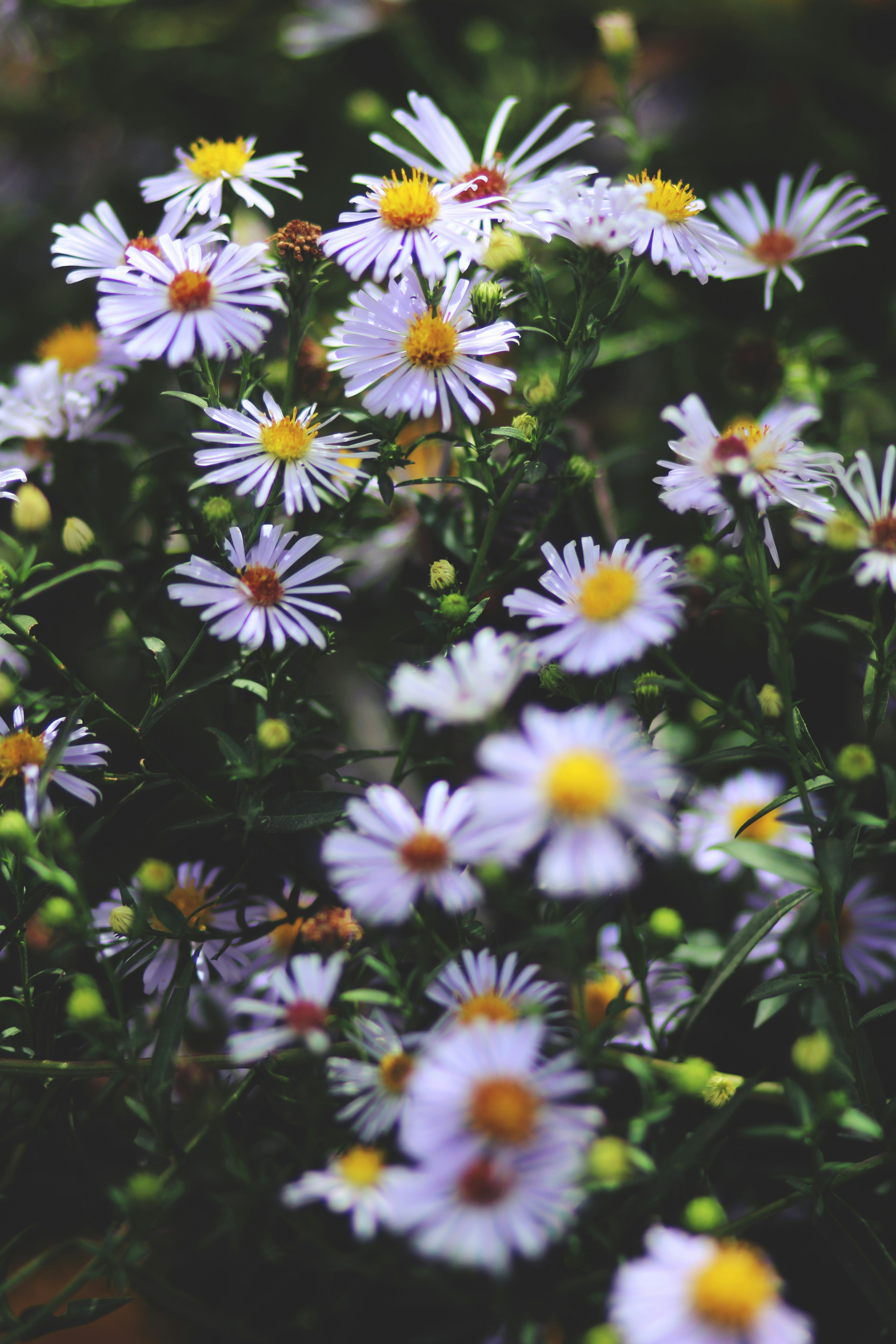 white and yellow daisy flowers